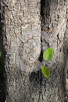 Bark of a pear tree