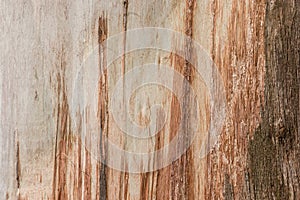 Bark peeling off gum tree background