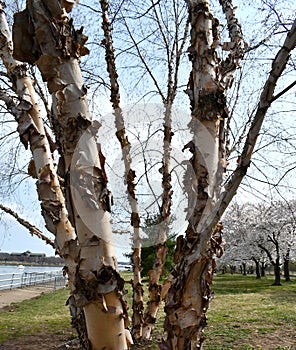 Bark peeling off a tree trunk in early spring