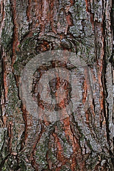 Bark of a pine