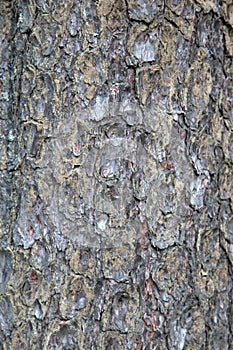 Bark of pine forest