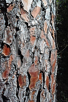 Bark of Pine Tree