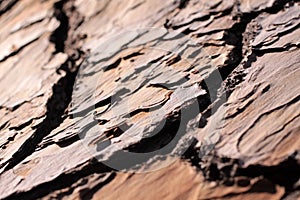 Bark of a pine tree