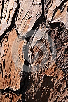 Bark of a pine tree
