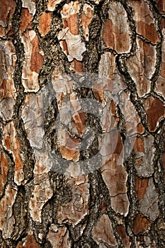 Bark of Pine Tree