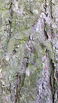 Bark from pine tree