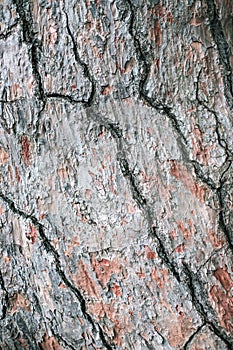 Bark of pine tree background. Macro photo.