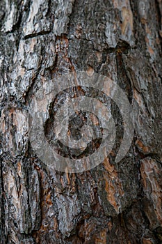 Bark of pine tree
