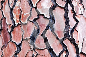 Bark of a pine tree with traces of a forest fire