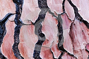 Bark of a pine tree with traces of a forest fire