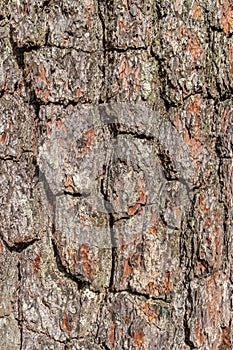 Bark of a pine tree close-up. Texture, background