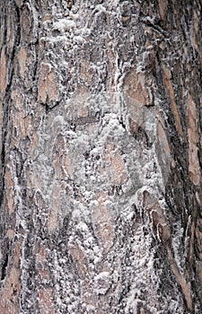 the bark of the pine tree is covered with frost