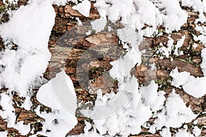 Bark of pine tree covered with snow texture