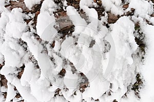 Bark of pine tree covered with snow texture