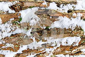 Bark of pine tree covered with snow texture.