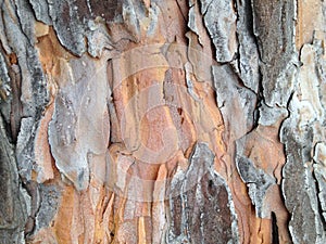 The bark of the pine tree grey orange background