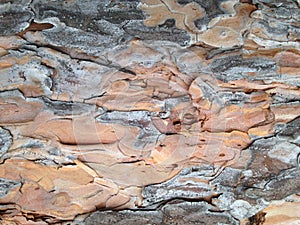 The bark of the pine tree grey orange background