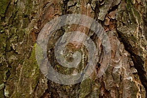 Bark of a pine tree interesting texture