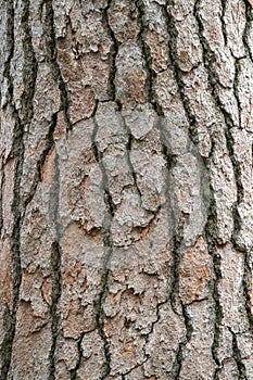 Bark of pine tree. Natural coniferous bark background