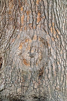 Bark of pine tree. Natural coniferous bark background