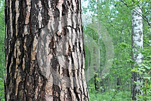 Bark of a Pine tree Pinus. Pines are conifer trees in the genus Pinus in the family Pinaceae.