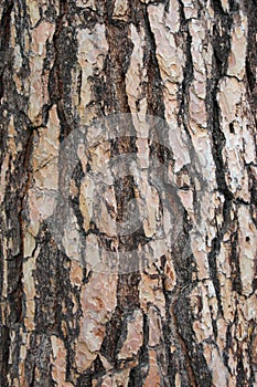 Bark of a Pine tree Pinus. Pines are conifer trees in the genus Pinus in the family Pinaceae.