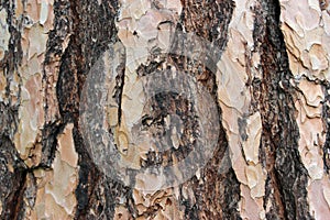 Bark of a Pine tree Pinus. Pines are conifer trees in the genus Pinus in the family Pinaceae.