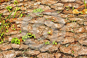 Bark pine tree