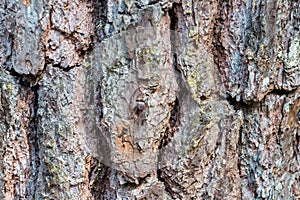 Bark of pine tree and texture