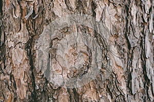 Bark of pine tree texture and background. Close up view of old and rough pine bark.