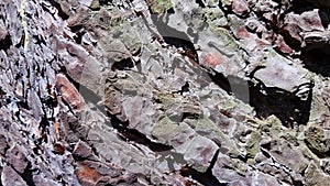 Bark Of a Pine Tree Texture