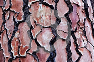 Bark of a pine tree with traces of a forest fire