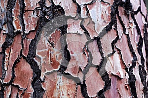 Bark of a pine tree with traces of a forest fire