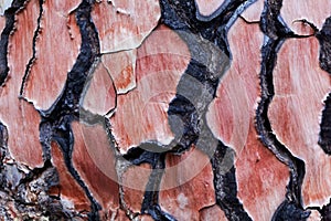 Bark of a pine tree with traces of a forest fire