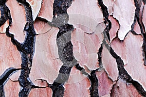 Bark of a pine tree with traces of a forest fire