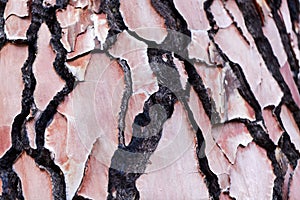 Bark of a pine tree with traces of a forest fire