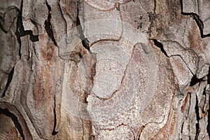 Bark of pine tree trunk texture background