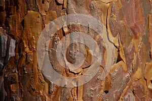 Bark of pine tree trunk texture background