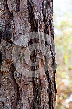 Bark of a Pine Tree in the Woods