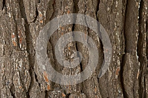 Bark of a pine trunk in nature photo