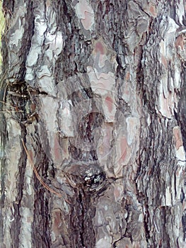 Cork, rind, crust, incrustation