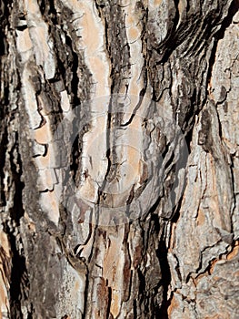 Bark of Pino, typical imposing tree in Rome photo