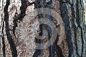 Bark of Pinus jeffreyi in garden of Buchlovice castle