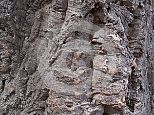 Bark of a pith oak, background