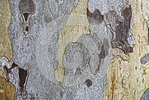 Bark of platan tree