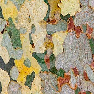 Bark of platan tree photo