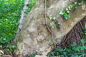 Bark of Platanus hybrida - Platanus acerifolia photo
