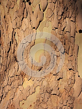 The bark of Platanus orientalis Linn