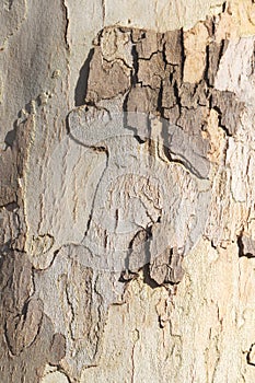 The bark of Platanus orientalis Linn