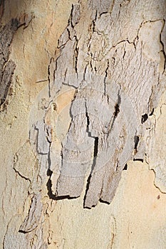 The bark of Platanus orientalis Linn